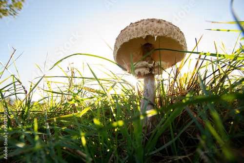 Parasolpils mit aufgeschirmtem Hut auf der Wiese im Sonnen Gegenlicht photo