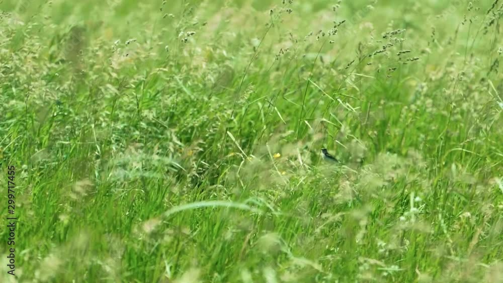 Little bird sitting on grass in nature wild Little bird sitting on grass in nature wild