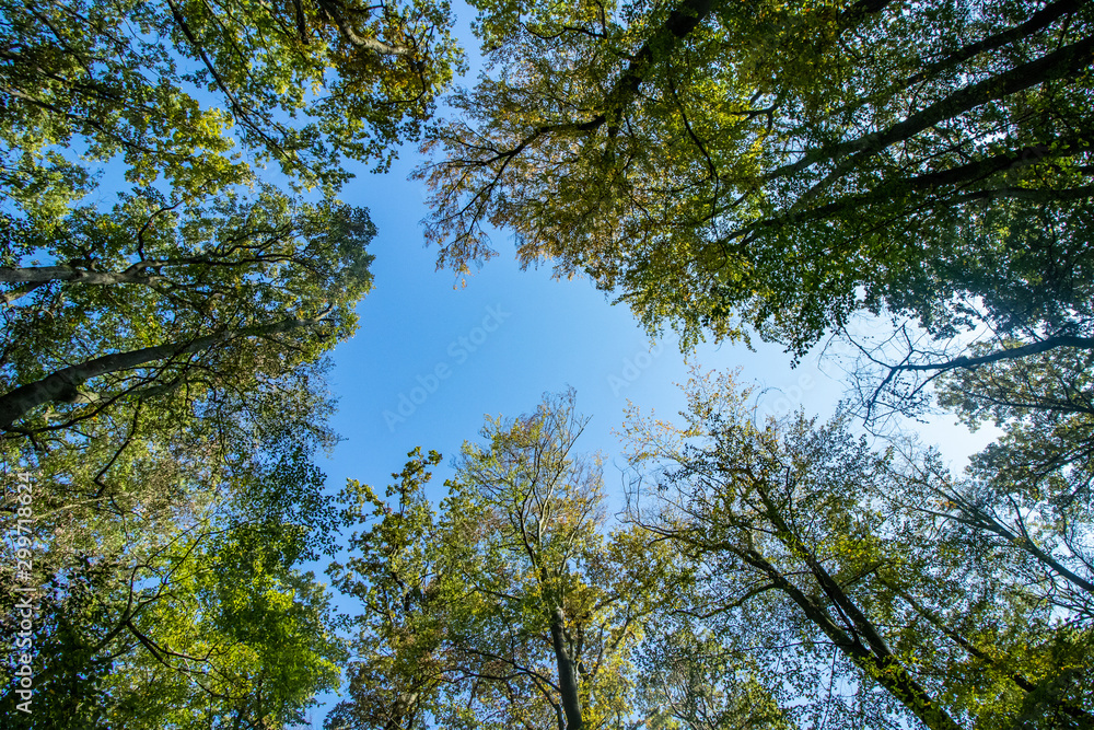 Herbstwald 