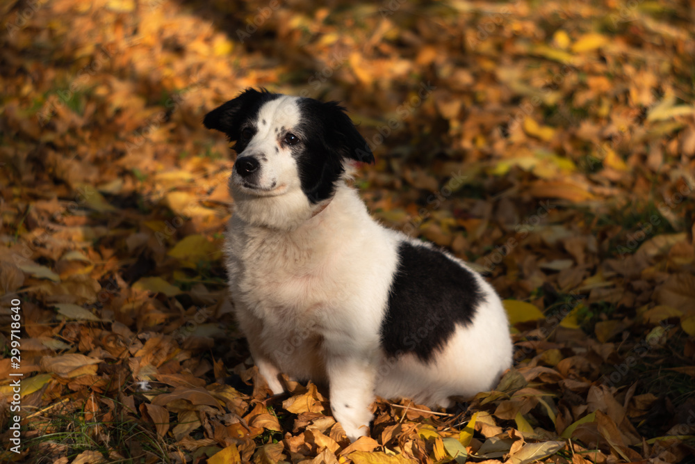 Dog on autumn leaves