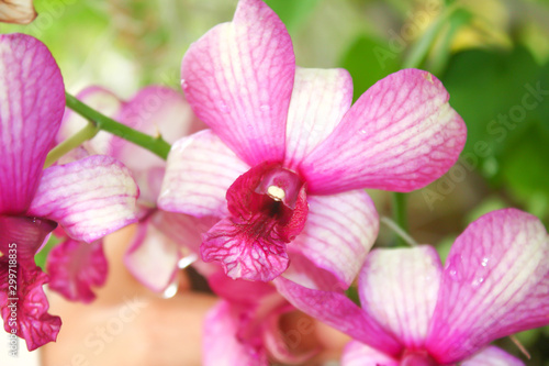 Orchid flowers pink with white edge petal blooming in natural garden field background , water drops