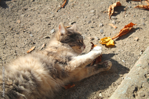 cat with a leaf