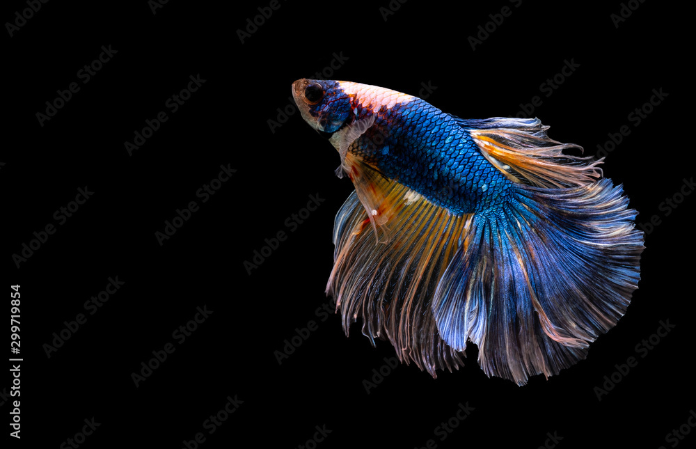 Betta Siamese fighting fish, Colorful beautiful of half moon long delta tail and capture moving moment of fish isolated on black background Betta Siamese fighting fish, Colorful beautiful of half moon long delta tail and capture moving moment of fish isolated on black background
