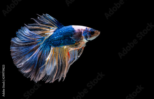 Betta Siamese fighting fish, Colorful beautiful of half moon long delta tail and capture moving moment of fish isolated on black background © bung