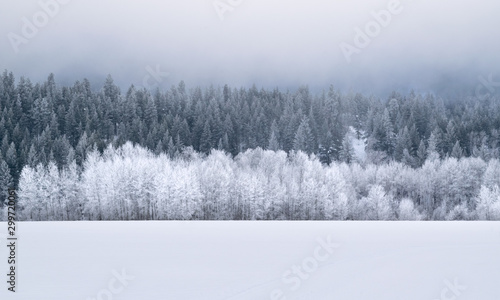 granica-lasu-w-swiezym-sniegu