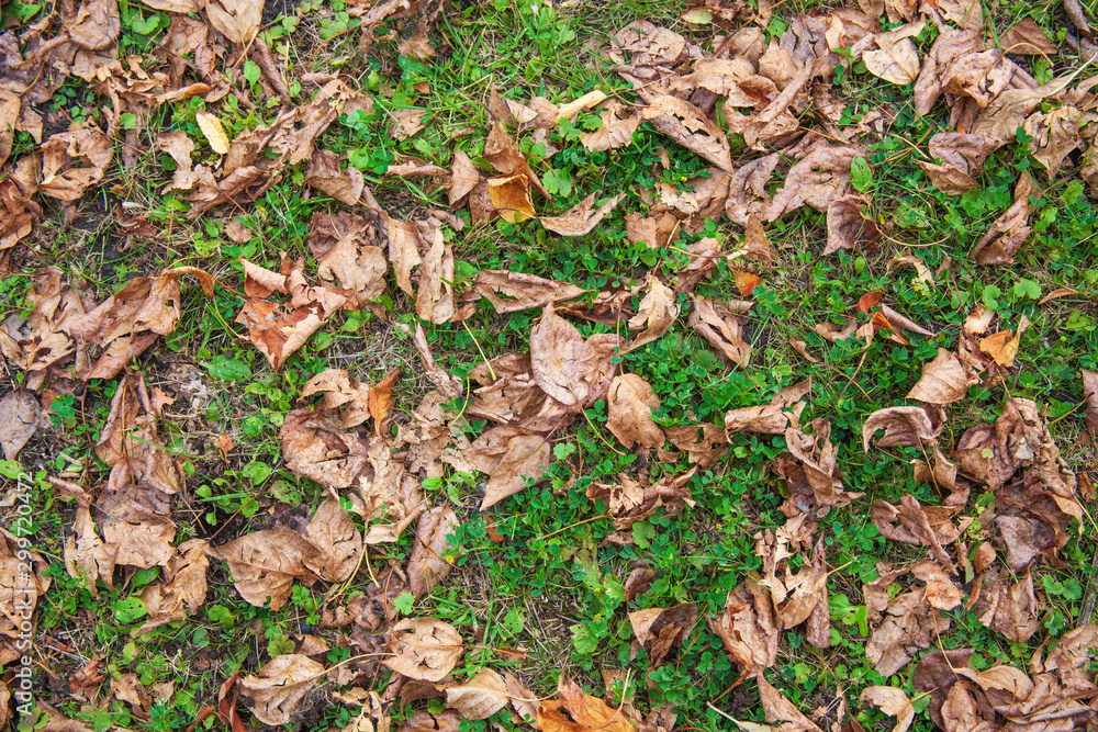 Many dry falling brown and yellow leaves on the green ground. Many dry falling brown and yellow leaves on the green ground.