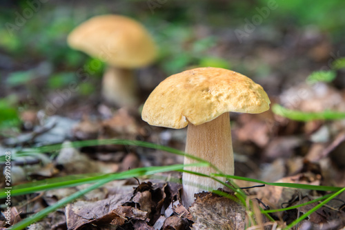 Mushroom "boletus" or "cep" among a forest grass and the fallen-down autumn leaves