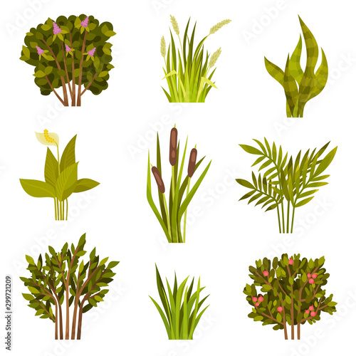 Set of different bushes. Vector illustration on a white background.