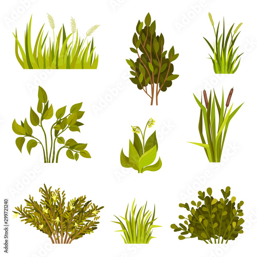 Set of different types of bushes. Vector illustration on a white background.