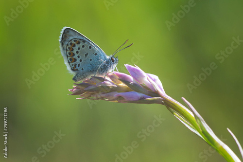 Wallpaper Mural Papillon petit bleu nacré sur une fleur Torontodigital.ca