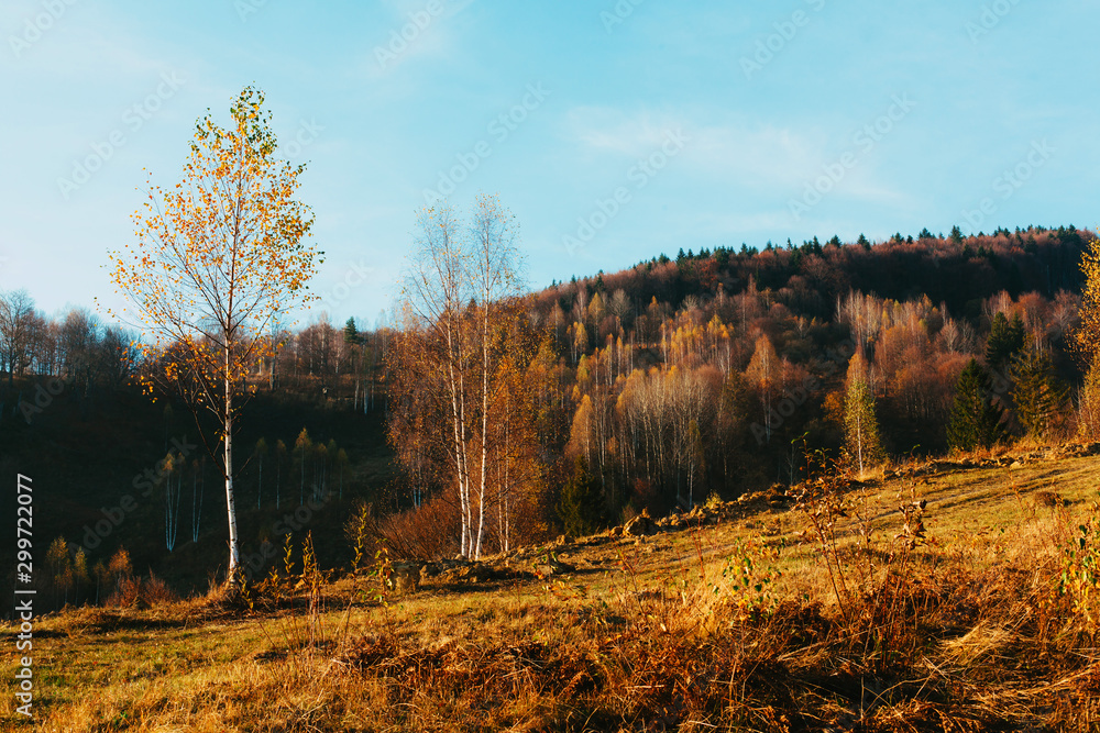 Fototapeta premium mazing mountain view with yellow autumn trees. Bright sunny day for outdoor recreation or leisurely walks in the mountain forest.