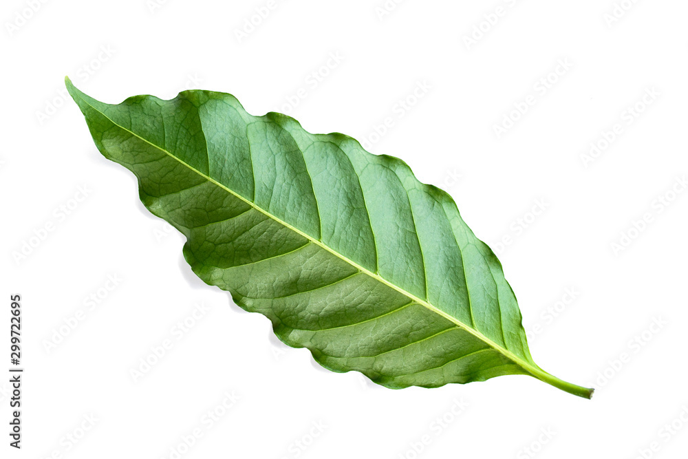 Obraz premium Coffee leaves isolated on a white background.