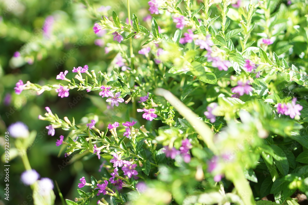 flower flower