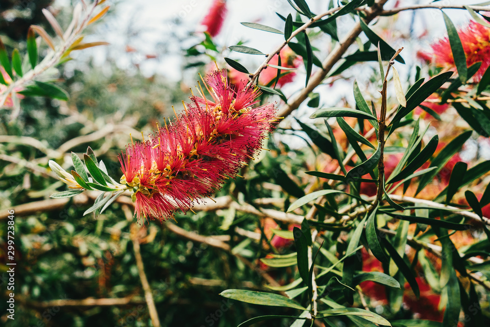 Red brush flowers in green bush. Red brush flowers in green bush.