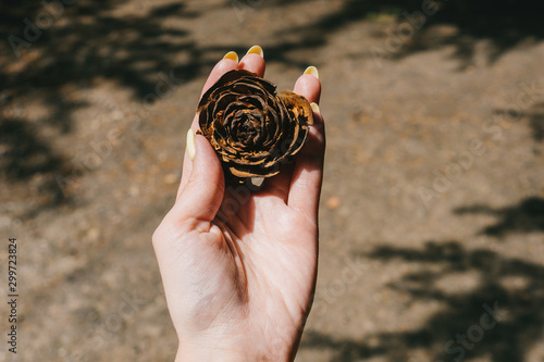 Woman hands holding unusual pinecone.