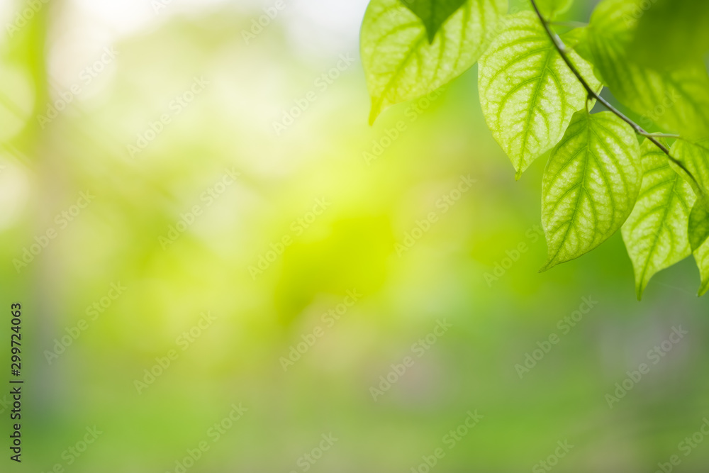 Close-up green leaf nature on blurred greenery background with copy space under sunlight using as a wallpaper Close-up green leaf nature on blurred greenery background with copy space under sunlight using as a wallpaper