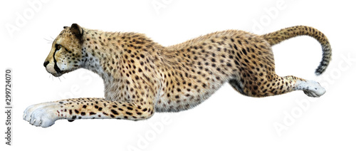 Fototapeta Naklejka Na Ścianę i Meble -  3D Rendering Big Cat Cheetah on White