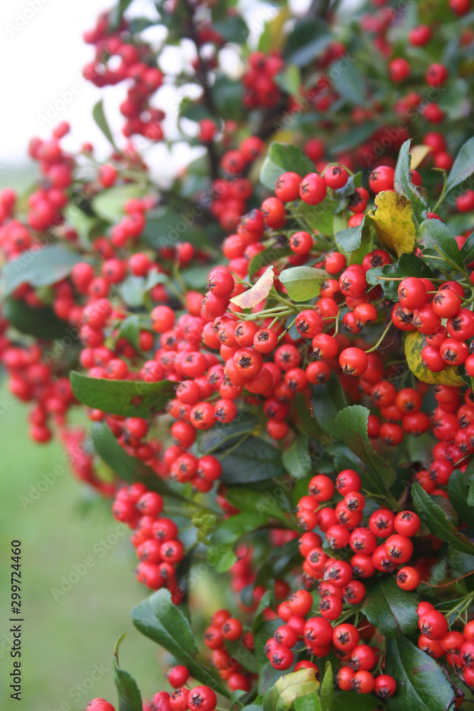 Beautiful red berries of Pyracantha bush . Firethorn fruits in the garden on autumn Beautiful red berries of Pyracantha bush . Firethorn fruits in the garden on autumn
