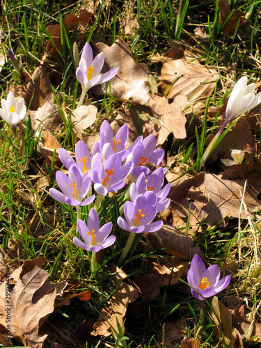 Crocus, Crocus blossom, Spring, Beckedorf, Lower Saxony, Germany, Europe photo