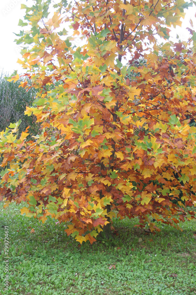 Yellow and orange leaves of Tulip tree in the garden on autumn. Liriodendron tulipifera. Autumn background Yellow and orange leaves of Tulip tree in the garden on autumn. Liriodendron tulipifera. Autumn background