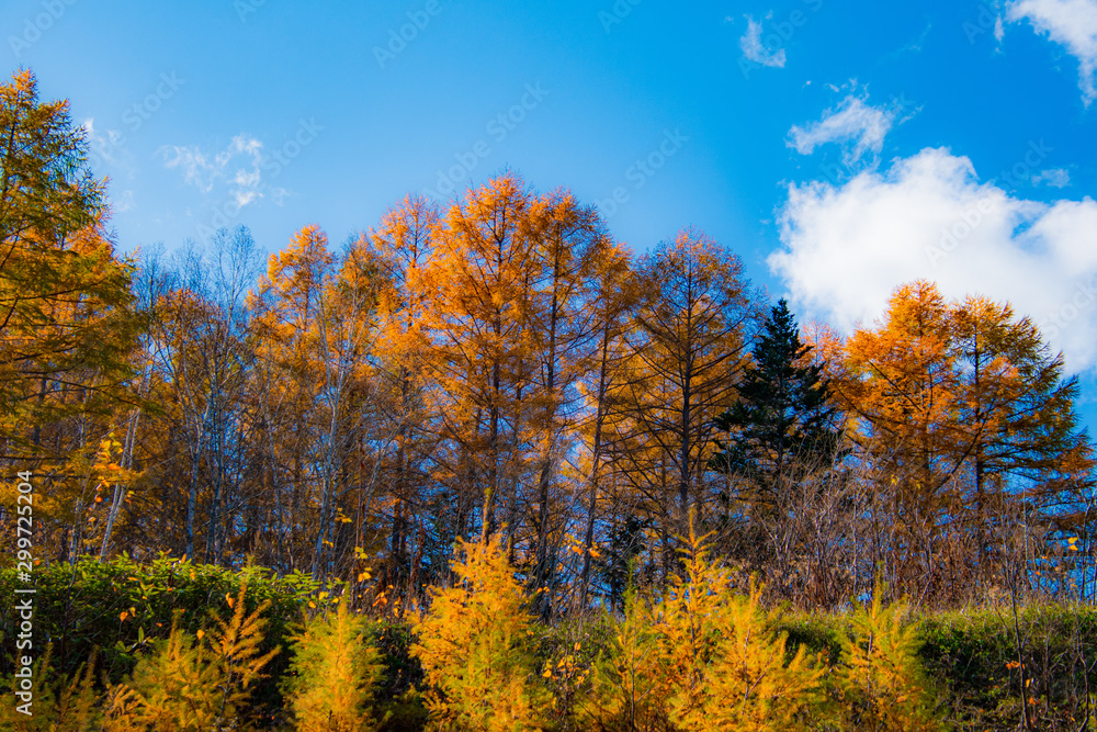 Fototapeta premium 落葉松と空