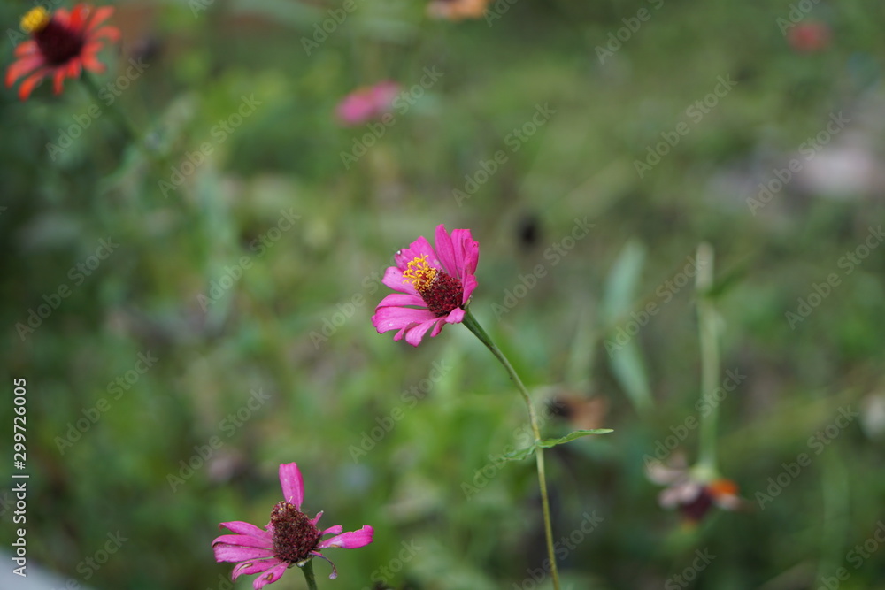 Obraz premium flower