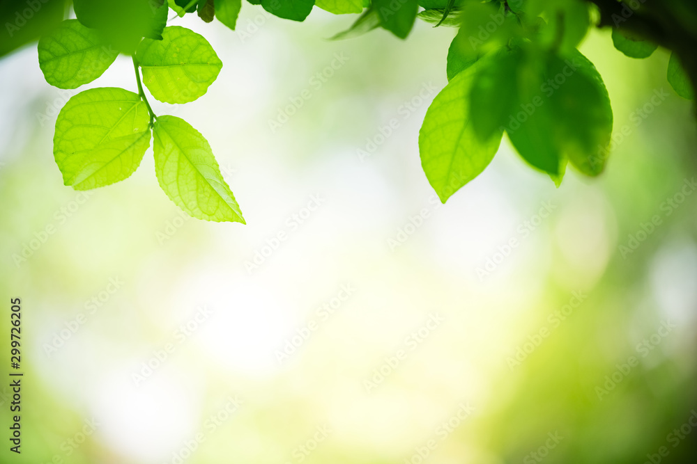 Green leaf nature on blurred greenery background with copy space under sunlight using as a wallpaper, ecology, fresh concept. Green leaf nature on blurred greenery background with copy space under sunlight using as a wallpaper, ecology, fresh concept.