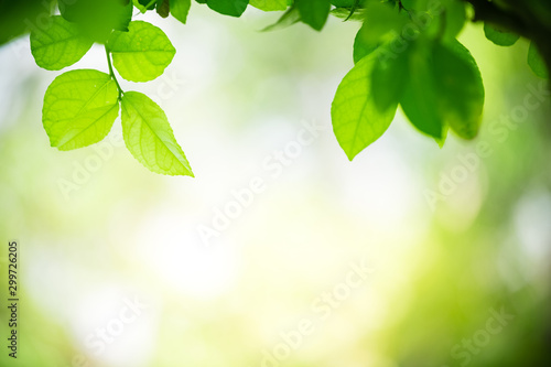 Green leaf nature on blurred greenery background with copy space under sunlight using as a wallpaper, ecology, fresh concept.