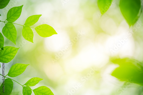 Green leaf nature on blurred greenery background with copy space under sunlight using as a wallpaper, ecology, fresh concept.