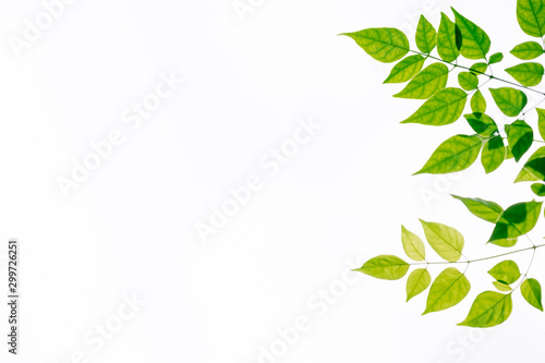 Green leaf nature isolated on white background with copy space under sunlight using as a wallpaper  ecology  fresh concept.