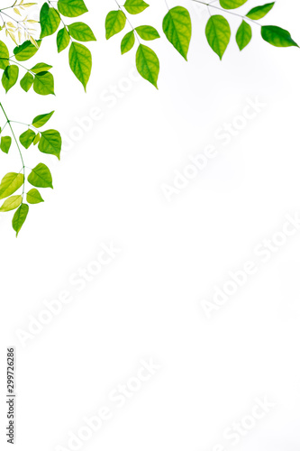 Green leaf nature isolated on white background with copy space under sunlight using as a wallpaper, ecology, fresh concept.