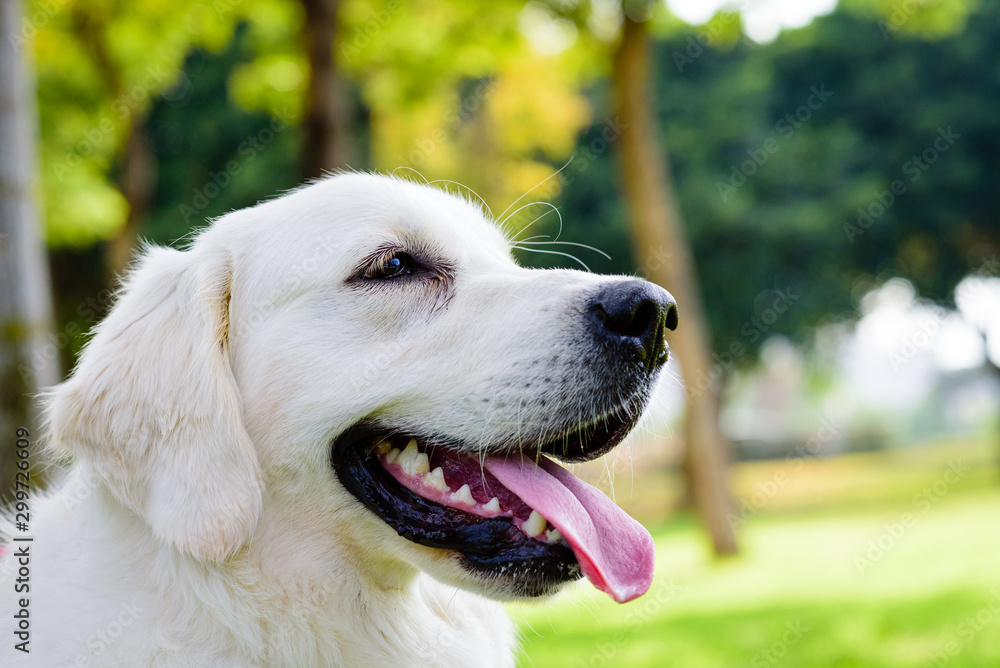 Adorable Golden Retriever on nature background Adorable Golden Retriever on nature background