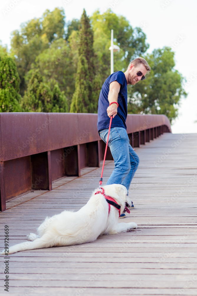 How Do You Walk A Dog That Doesnt Want To Walk