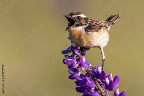 Closeup shot of a house sparrow bird perched on a purple-petaled flower on a blurred background © Wirestock 