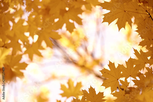 The frame of the branches with yellow leaves of maple against a blue sky. Natural background of autumn park.