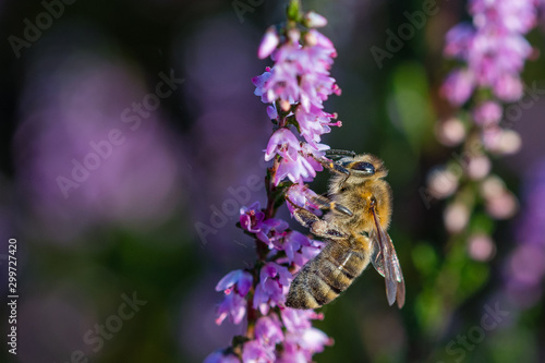 A bee on a flowering heather during the heather blossom against a bright violet background. 