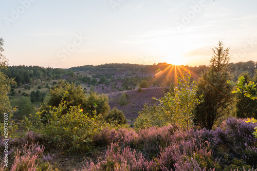Sunset in the Totengrund in the Lüneburger Heide - The last rays of sunlight come over the hill and illuminate the colourful heath to the heath bloom - radiant violet flowers, trees and hiking trails