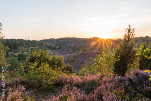 Sunset in the Totengrund in the L  neburger Heide - The last rays of sunlight come over the hill and illuminate the colourful heath to the heath bloom - radiant violet flowers  trees and hiking trails