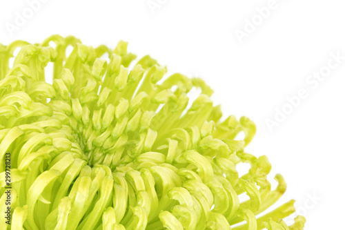 Close up of  Shamrock Green  chrysanthemum on white background