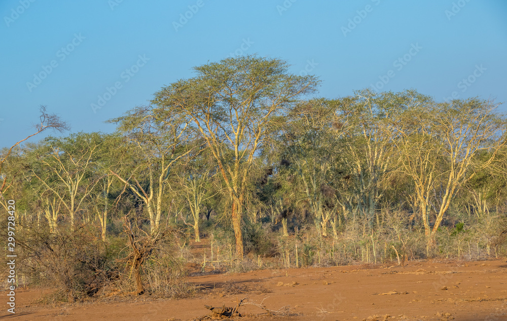 Fever tree forest in the northern section of the Kruger National park in South Africa image with copy space in horizontal format Fever tree forest in the northern section of the Kruger National park in South Africa image with copy space in horizontal format
