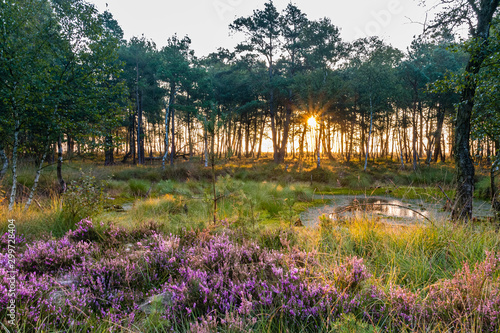 The sun shines between the trees in the forest behind some purple flowering heather plants