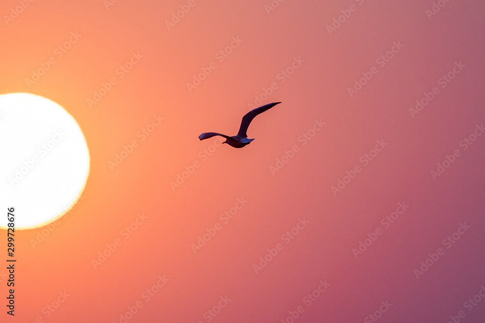 Fototapeta premium A bird (seagull) in front of the setting sun in the brightly coloured evening sky. 