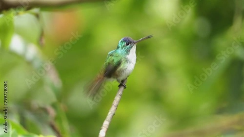 Hummingbird bird sitting on a branch close-up (Costa Rica) photo