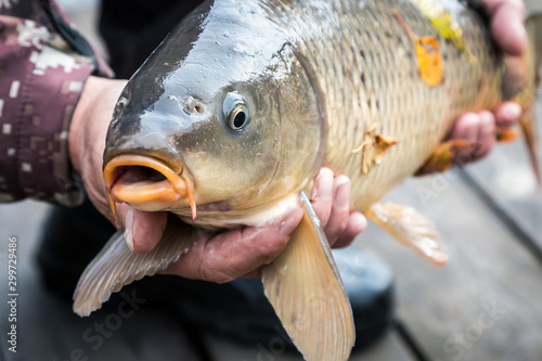 Fototapeta Naklejka Na Ścianę i Meble -  the angler holds trophy fish, the carp. Fish head close up