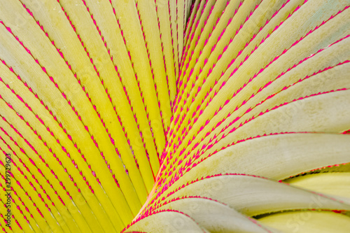 leaf on a white background