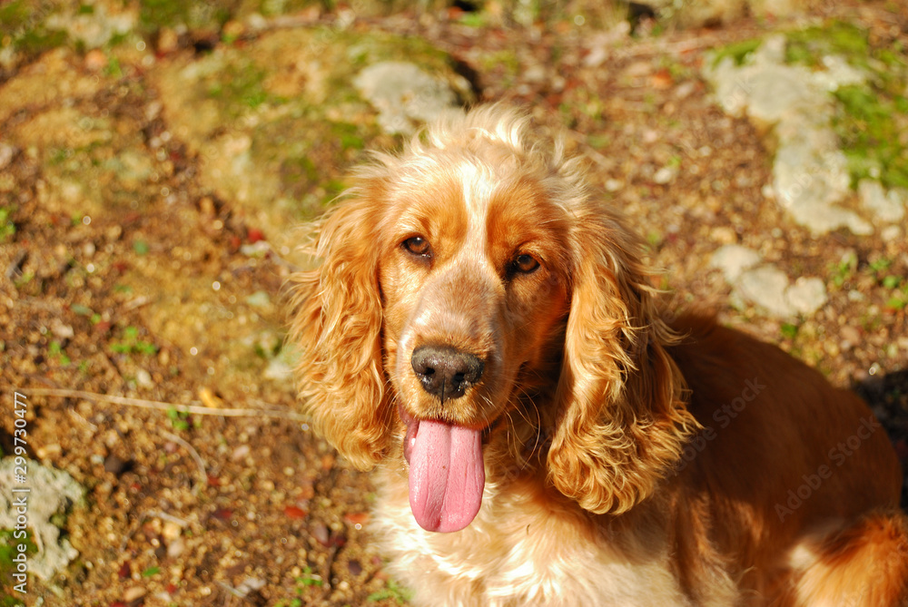 ENGLISH COCKER SPANIEL