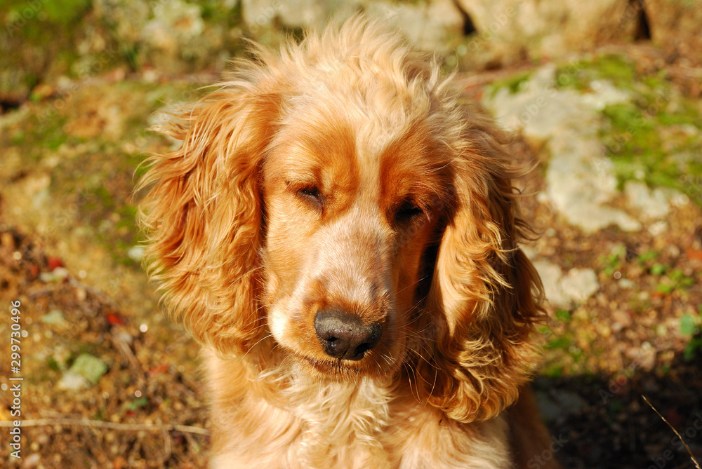 ENGLISH COCKER SPANIEL