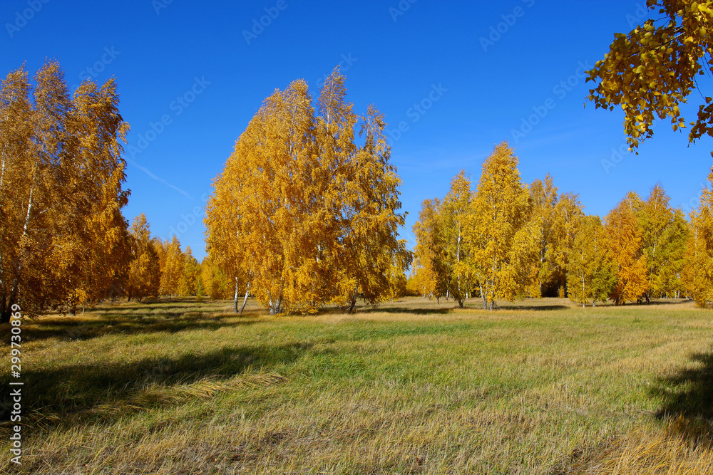 birch trees in the forest on a clear day in autumn