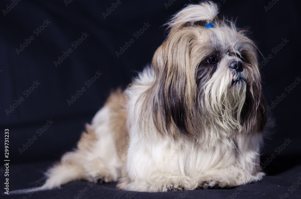shih tzu dog shih tzu dog