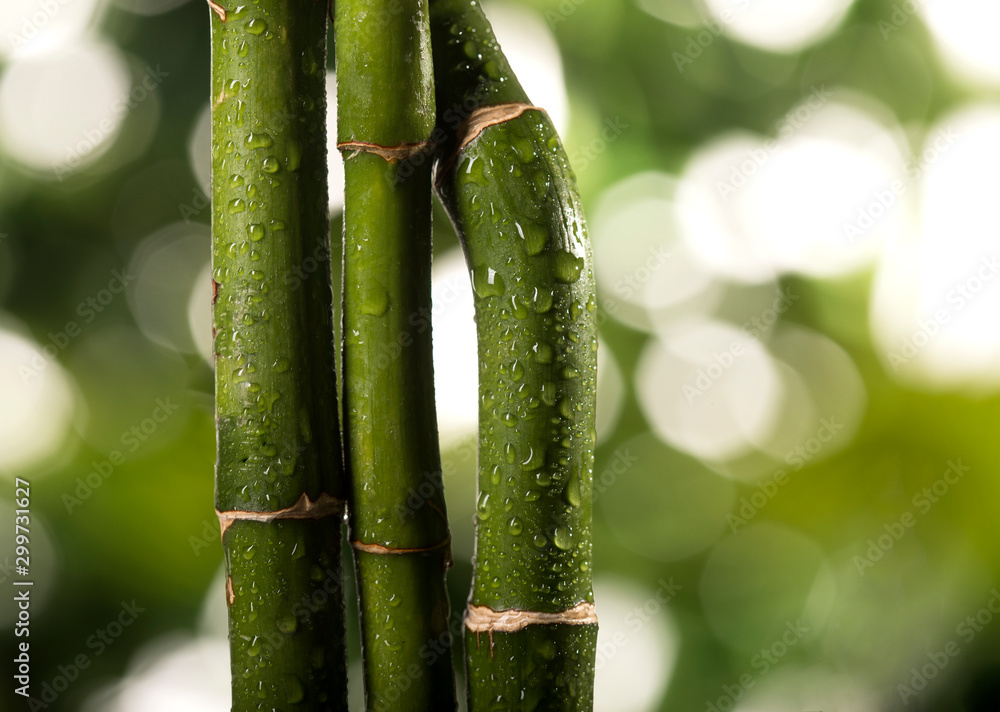 Fototapeta premium Grean bamboo leaves on tropical leaves background